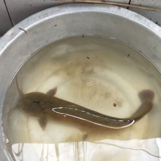 岑溪市本地塘鲺 8两以上塘虱，本地塘虱，不是埃及鱼之类。一年龄了。