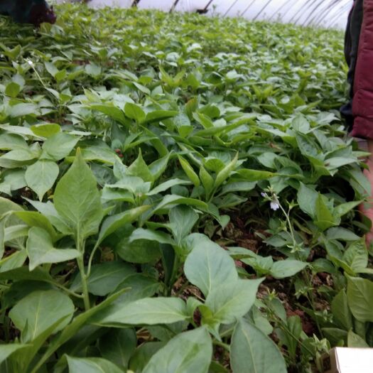 自贡白辣椒苗 野山椒苗，