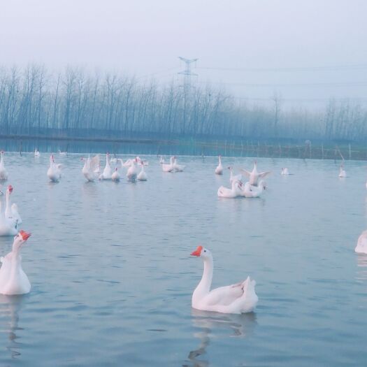 邳州市 全散养生态三花鹅，以玉米青草喂食，品相美丽，肉质鲜美，欢迎