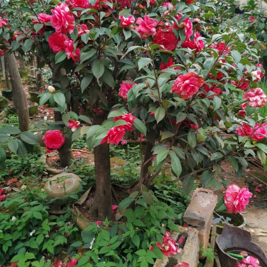 建德市 精品园林盆景茶花 品种繁多纯正茶花