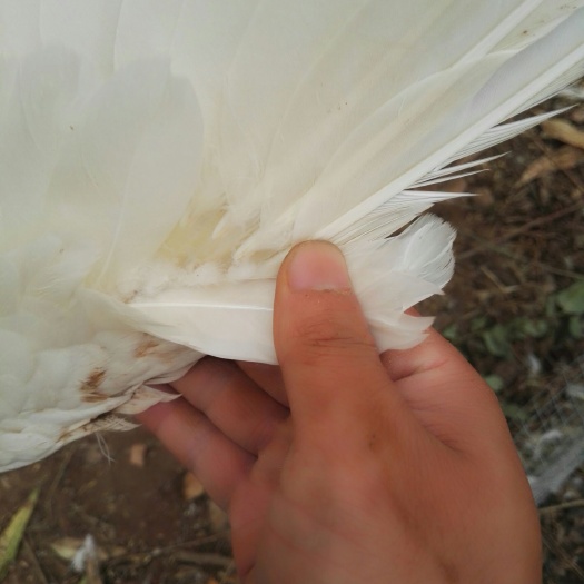 湛江 一点头半番鸭