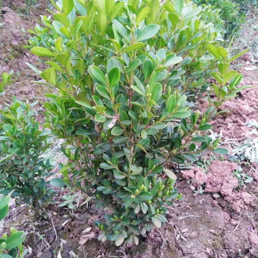眉山朝鲜黄杨