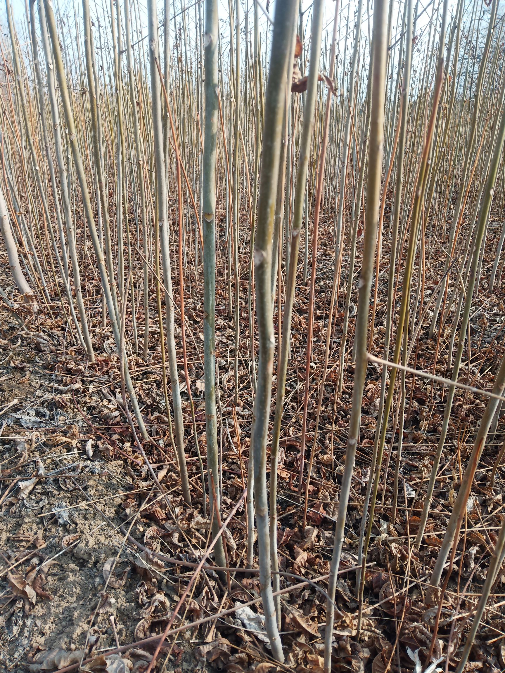 红油香椿苗 基地供应优质红油香椿树苗