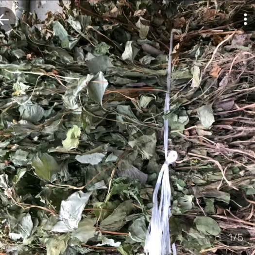 思南县 鱼腥草
