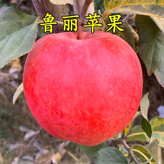平邑县鲁丽苹果苗  【早熟】当年结果多分支 量大优惠 品种纯正苗圃直销