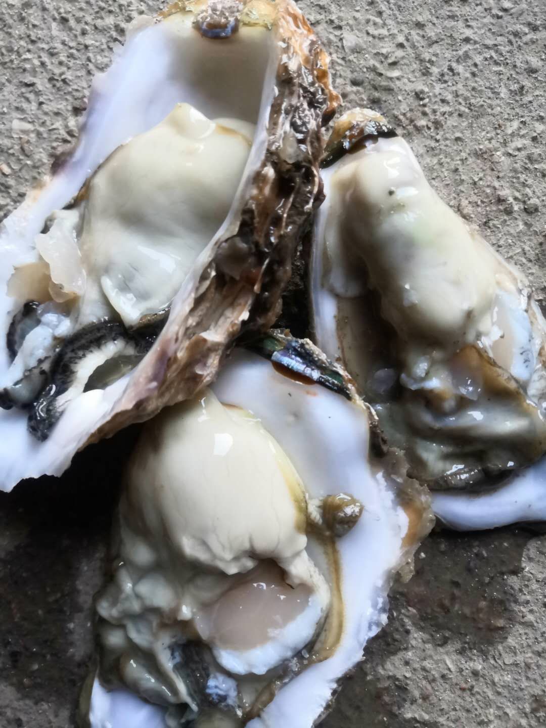 乳山牡蛎 乳山生蚝，肥货，规格大，壳薄育肥货。二倍体，可整车配送