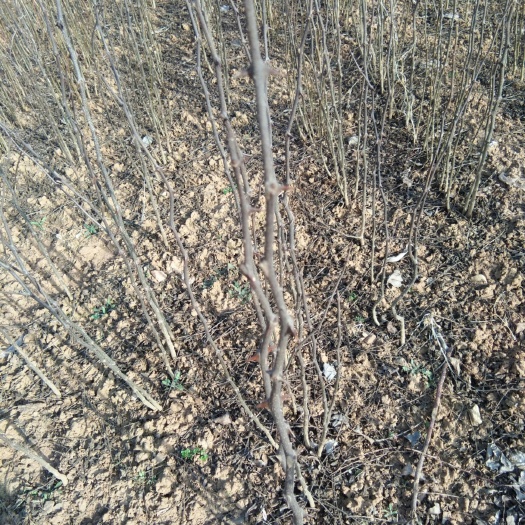 平邑县嫁接桃树苗 桃   梨  枣  山楂  苹果  花椒   樱