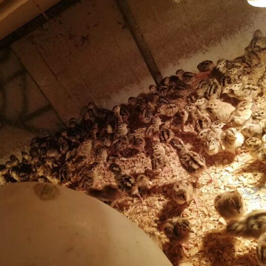 南宁 鸡苗，七彩山鸡苗，质量保证