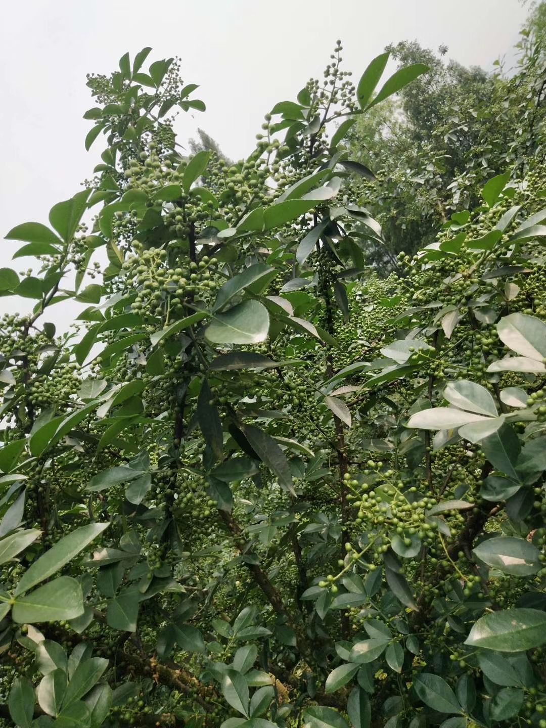 正宗重庆江津九叶青花椒苗大红袍花椒苗基地直发保湿发货!