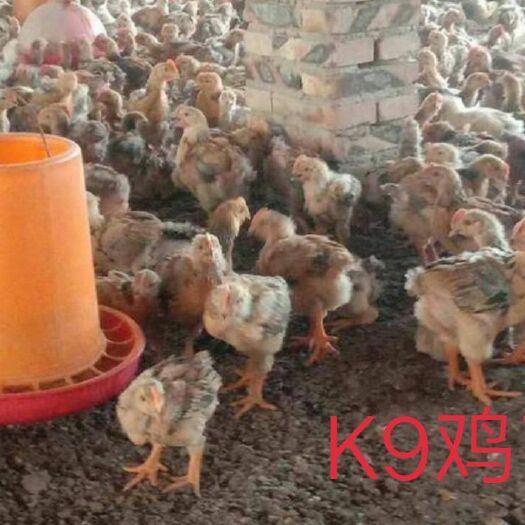 南宁K9鸡苗 统货