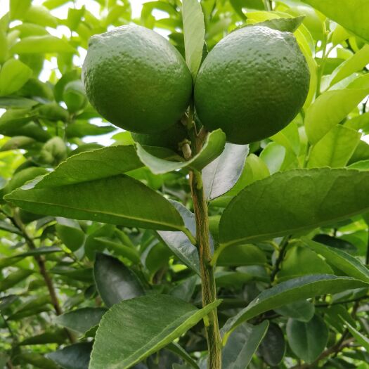 龙岩 无籽四季柠檬