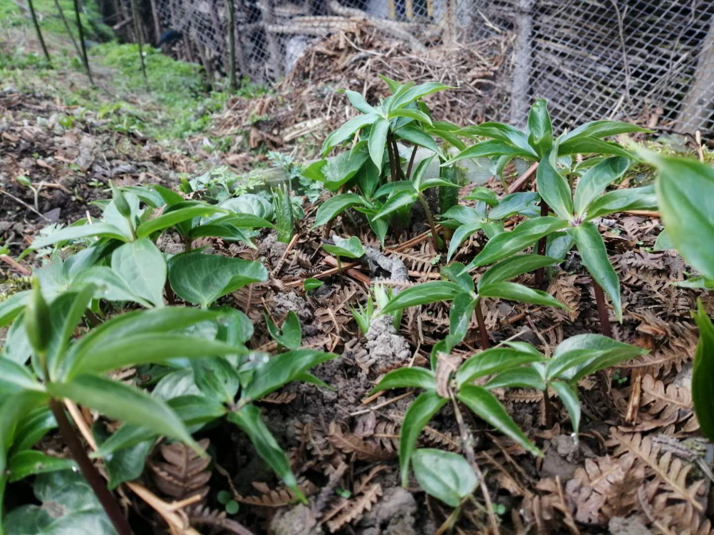 重楼苗 重楼种苗。块茎