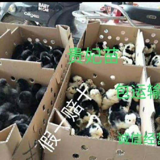 南宁 孵化场直销贵妃鸡苗 质量保证，包运输成活，包疫苗