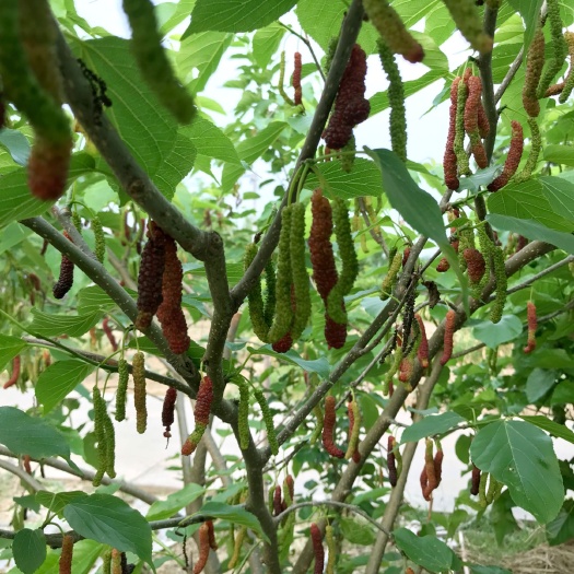长果桑苗四季长果桑树苗桑葚树苗高甜度海宁嫁接苗桑树果树苗