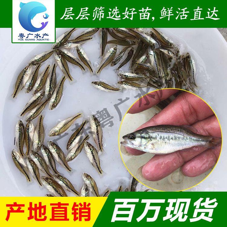 广州场地直销优鲈3号苗 大黑鲈苗 驯化吃料 免费送货 货到付款口