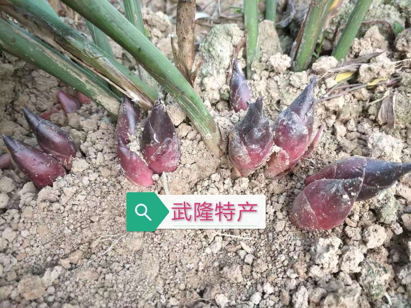 阳荷种苗 阳荷种根 阳荷根 洋河姜 洋火姜 阳霍姜