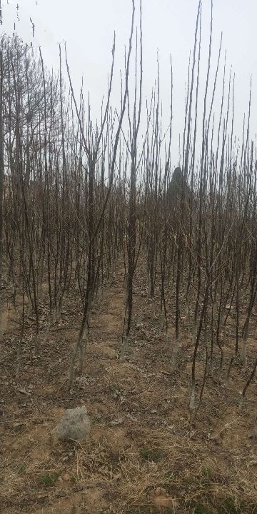 平陆县 核桃苗