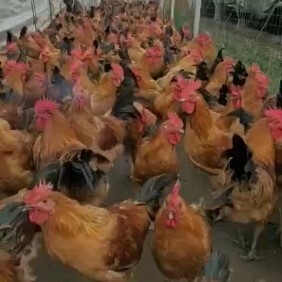 昆明云南供应黑瑶红瑶1日龄 成活率高 包疫苗 多种运输方式