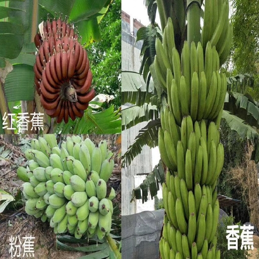 灵山县南洋红香蕉苗  红香蕉品种之一，因叶鞘、叶柄、中脉、果皮为红色，又称红皮香