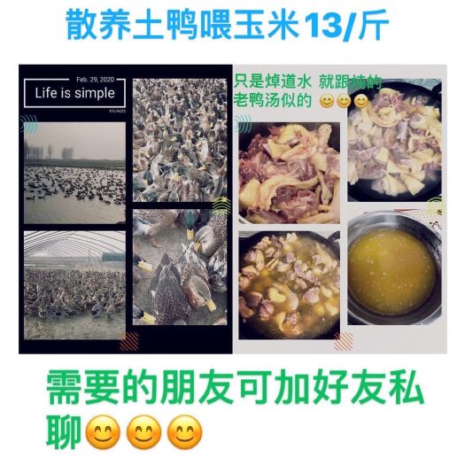 罗山县 1年龄的蛋鸭