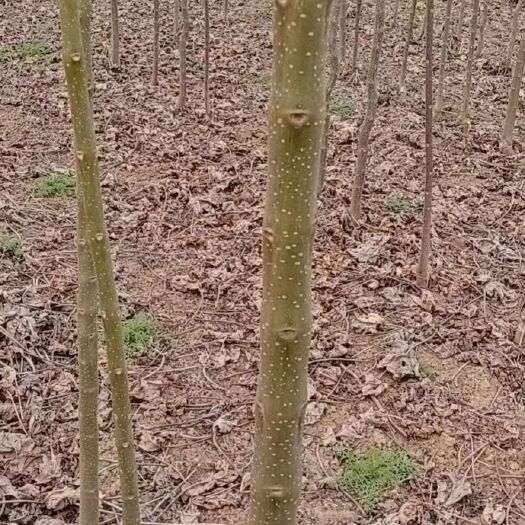 周口 大量供应一年生楸树2公分到7公分