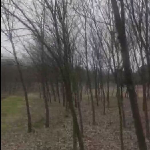 凤阳县 榉树nio






榉树