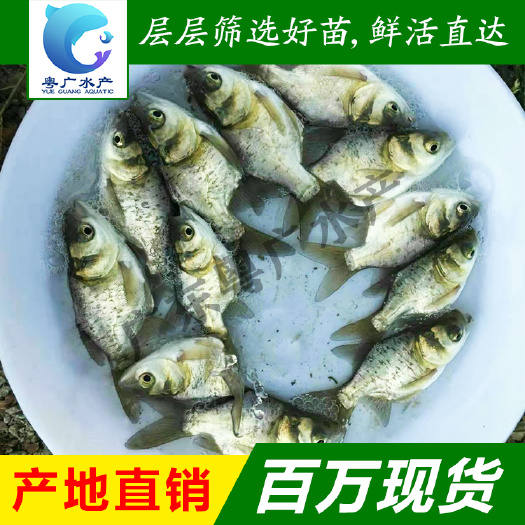 缩骨大头鱼苗 仙骨大头鱼苗 活体鱼苗厂家批发 质量保证