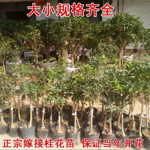 沭阳县 桂花树苗花卉盆栽易活四季开花盆栽客厅阳台室内家养绿植好养的