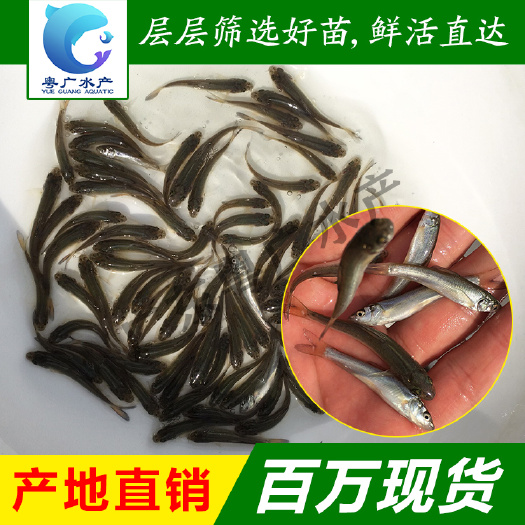 厂家批发 银鳕鱼苗 基地直销 包邮直达免费送货