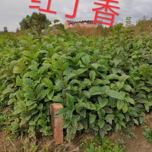 产地批发 红丁香小苗 优质丁香树苗 耐寒花灌木 实地看苗订购