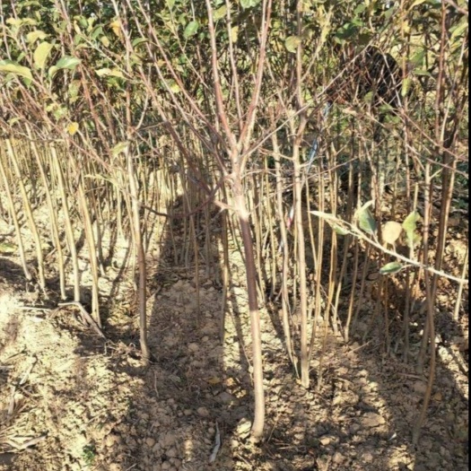 绛县 红富士苹果苗