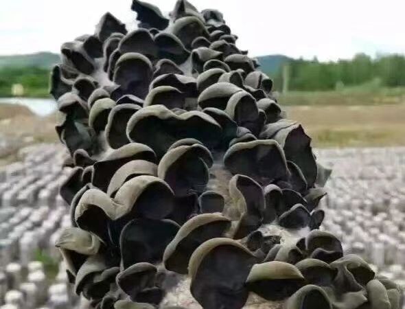 2023新 东北黑木耳，产地批发一手货源，欢迎选购。
