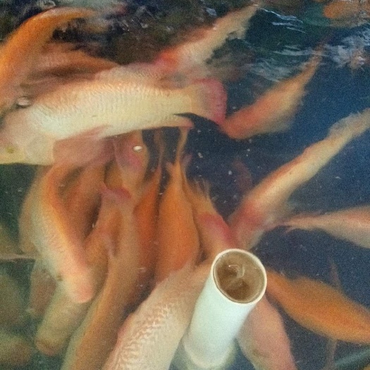 遂溪县海水养殖彩虹鲷