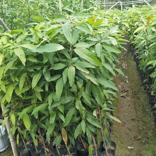 普宁市芒果直生苗（实生苗） 苗健康，粗壮少生出害，