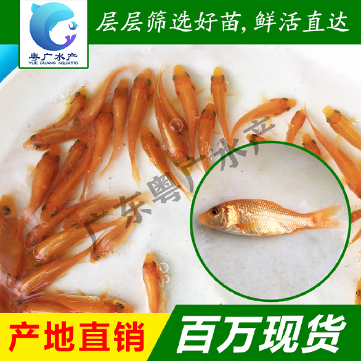 红鲤鱼苗兴国红鲤鱼苗 鲤鱼水花 技术指导 基地直销