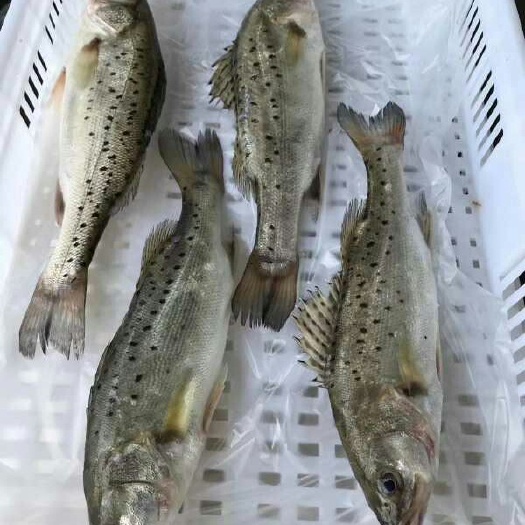 诏安县 海钓鲈鱼，味道鲜美，口感好