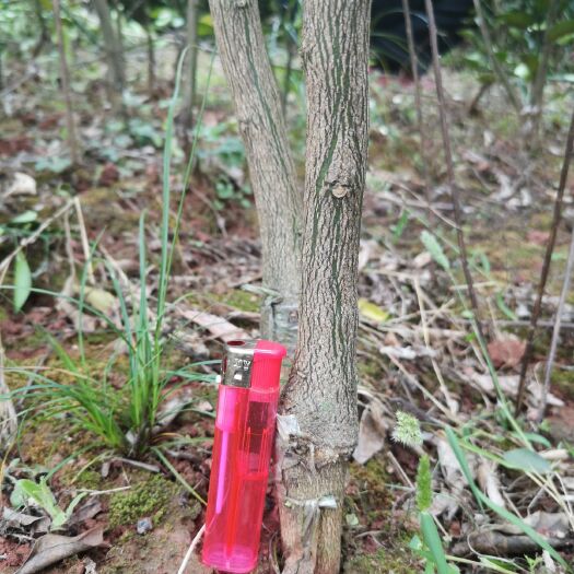 金堂县耙耙柑桔苗 耙耙柑橘苗 耙耙柑苗 现货供应 带土球 0.5—3.5