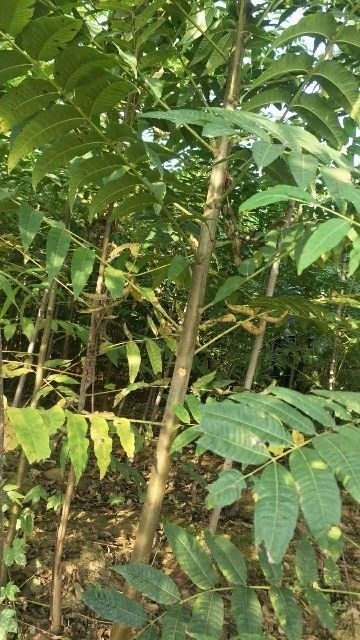 衡水 低价处理香椿苗