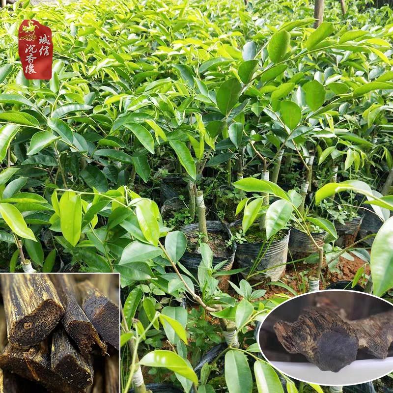 奇楠沉香树  绿奇楠嫁接沉香苗 椅南沉香嫁接苗 正品苗嫁接苗 包邮