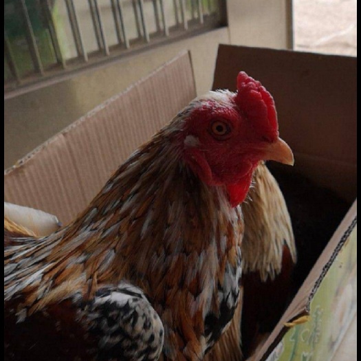 钦州七彩鸡