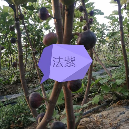 曲阜市金傲芬无花果苗 多品种五花果树苗