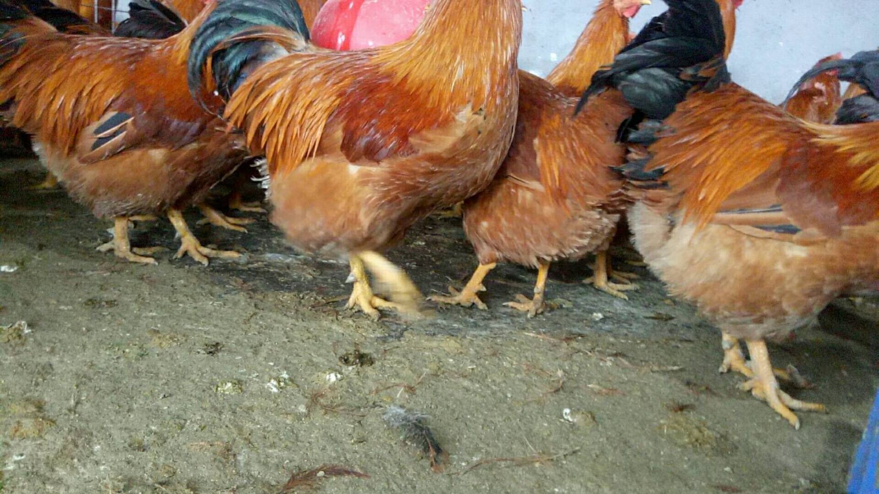  200日杂粮阉鸡