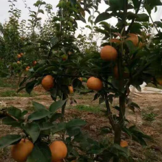 郑州 出售5年龄晚秋黄梨，黄金梨树苗