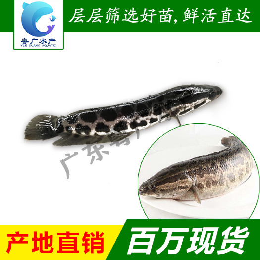 乌鳢苗 黑鱼苗首批杂交黑鱼苗 财鱼苗生鱼苗淡水养殖鱼苗批发