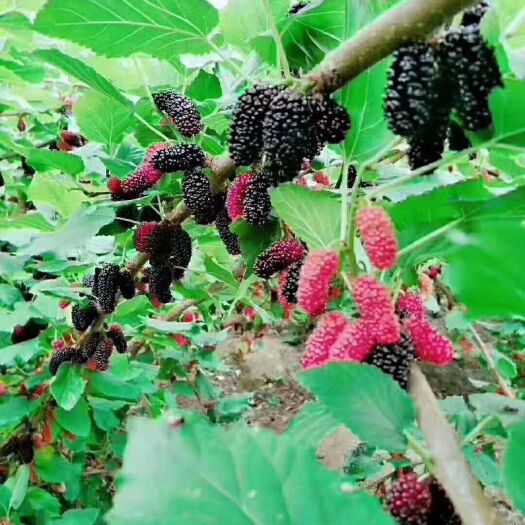 灵山县 长果桑树苗 长果桑树苗 十大果桑树苗