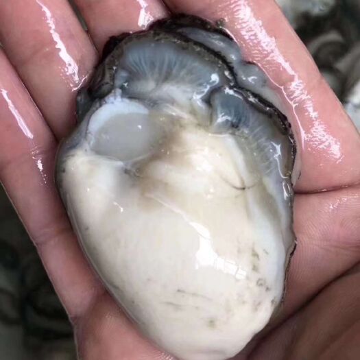 饶平县牡蛎  生蚝肉三斤60广东包邮，量多一斤十块有量有价，欢迎购