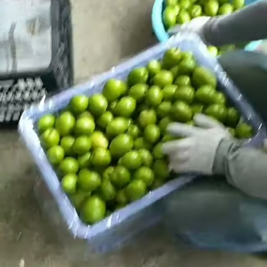 平南县大青枣苗 密丝青枣够甜