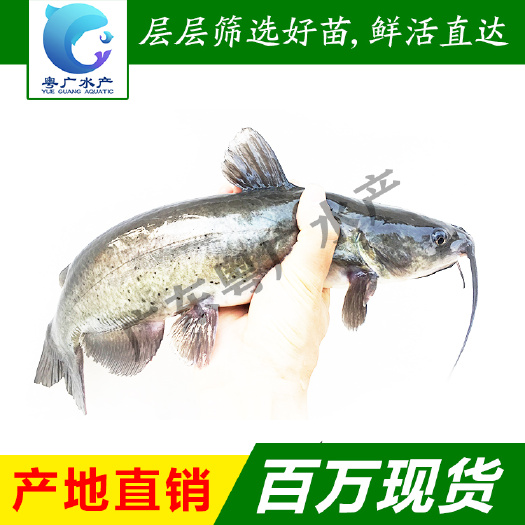 叉尾鱼苗斑点叉尾鮰鱼苗 叉尾水花苗 活体鱼苗批发