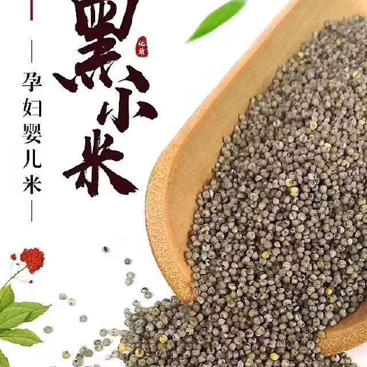 绥德县陕北黑小米
