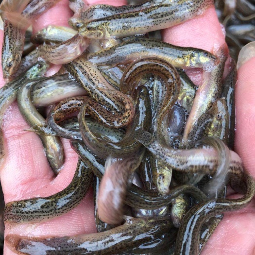 广州 优质泥鳅苗大量供应全国空运